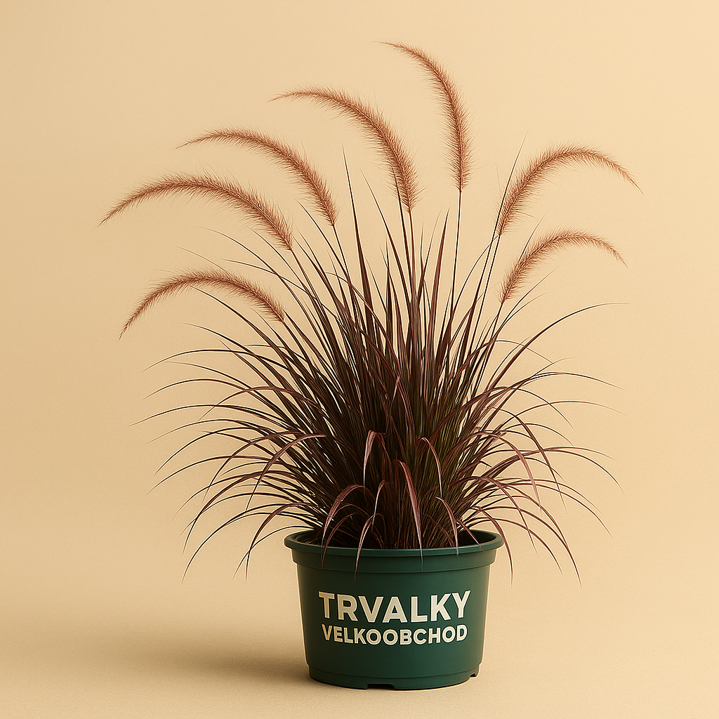 Perovec Pennisetum x advena ‘Rubrum’ - Image 2