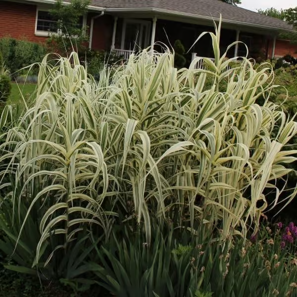 Arundo donax ‘Ely’