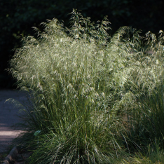 Deschampsia caespitosa ‘Tardiflora’