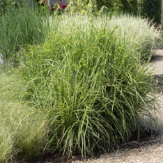 Miscanthus sinensis ‘Strictus’