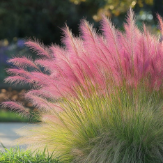 Muhlenbergia capilaris