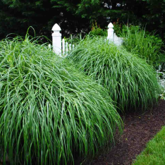 Ozdobnica čínska Miscanthus sinensis ‘Zebrinus’