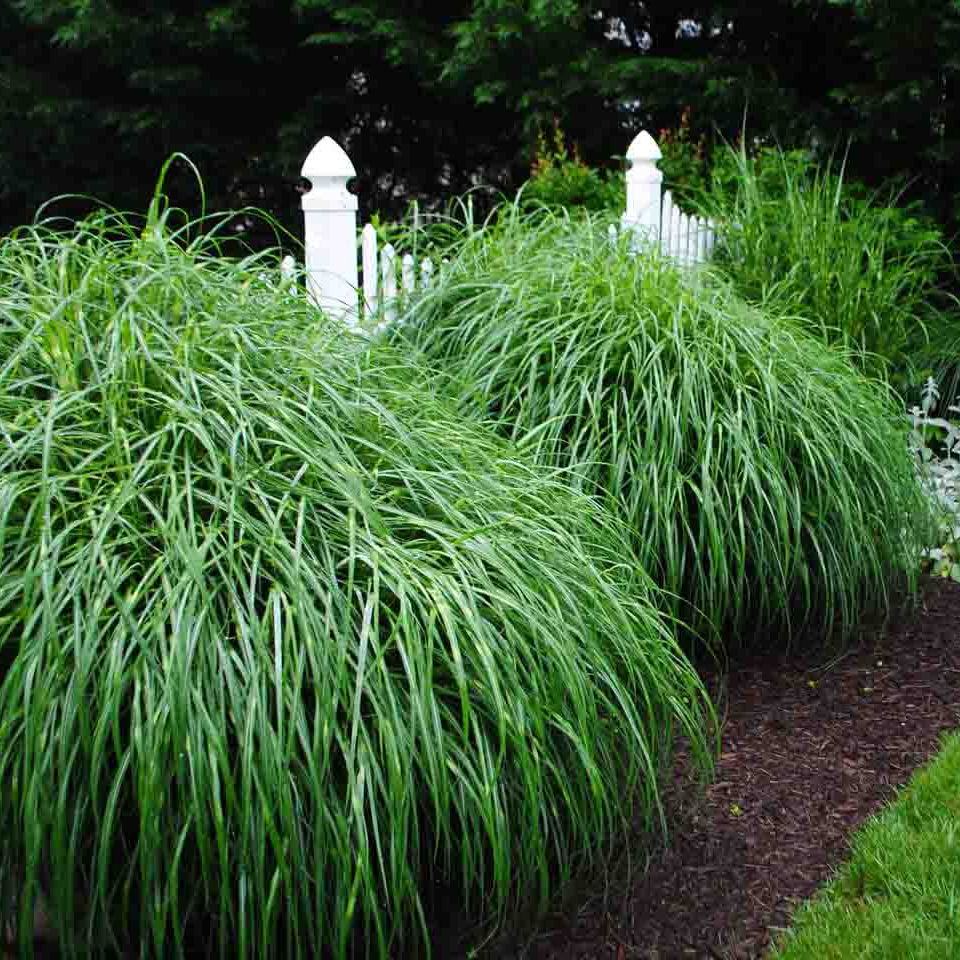 Ozdobnica čínska Miscanthus sinensis ‘Zebrinus’