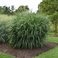 Panicum virgatum Dallas Blues