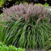 Perovec Pennisetum ‘Red Head’