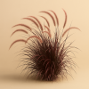 Perovec Pennisetum x advena ‘Rubrum’