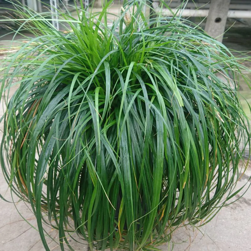 Ostrica Carex oshimensis ‘Ribbon Falls’